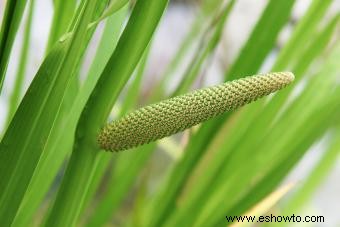 ¿Qué es la planta Acorus Calamus? Guía de cultivo