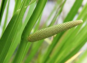 Acorus Calamus (Bandera Dulce): Guía Completa de Cultivo, Variedades y Cuidados