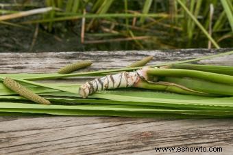 ¿Qué es la planta Acorus Calamus? Guía de cultivo