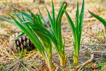 ¿Qué es la planta Acorus Calamus? Guía de cultivo