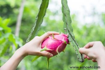 Cómo cultivar pitahaya y obtener los mejores resultados