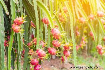 Cómo cultivar pitahaya y obtener los mejores resultados