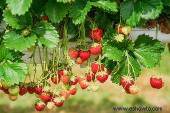 Cuidado de las plantas de fresa:guía sencilla para un favorito de verano