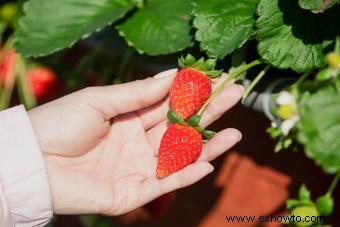 Cuidado de las plantas de fresa:guía sencilla para un favorito de verano