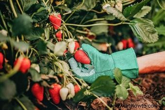 Cuidado de las plantas de fresa:guía sencilla para un favorito de verano