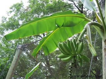 Planta de plátano