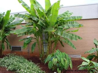 Planta de plátano