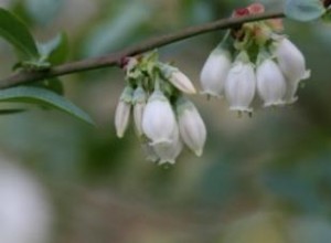 Guía Completa para Plantar Arbustos de Arándanos: Pasos Expertos y Consejos Prácticos