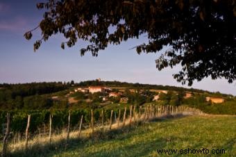 Clima para el cultivo de uvas