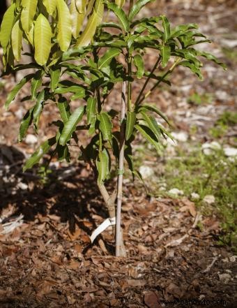 Injertar árboles frutales paso a paso