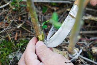 Injertar árboles frutales paso a paso