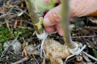 Injertar árboles frutales paso a paso