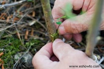 Injertar árboles frutales paso a paso