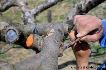 Injertar árboles frutales paso a paso