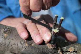 Injertar árboles frutales paso a paso