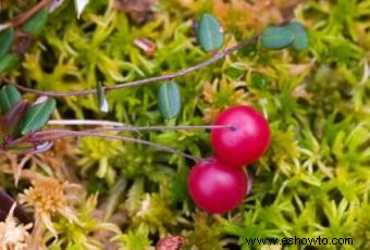 Cultivo de arándanos rojos