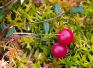 Guía Completa para Cultivar Arándanos Rojos (Cranberries) en Casa
