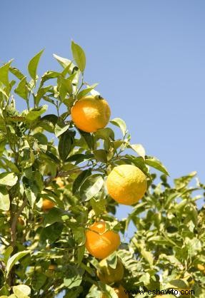 Cómo plantar semillas de naranja