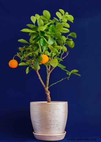 Árboles frutales en miniatura