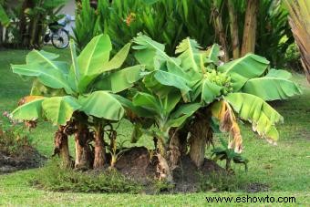 Árboles frutales en miniatura