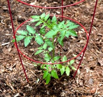 Tomates