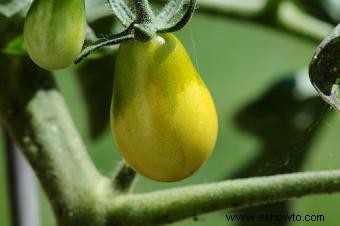 Tomates