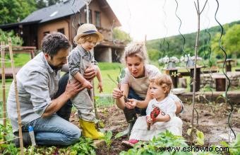 ¿Cuáles son los alimentos más fáciles de cultivar?