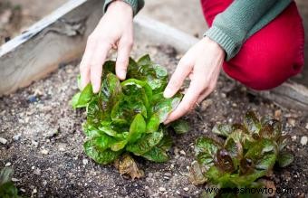 ¿Cuáles son los alimentos más fáciles de cultivar?