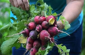 ¿Cuáles son los alimentos más fáciles de cultivar?