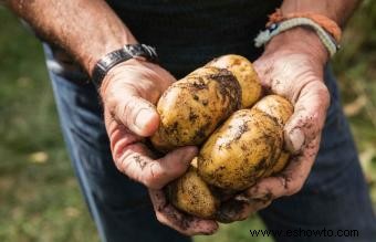 ¿Cuáles son los alimentos más fáciles de cultivar?