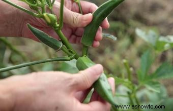 ¿Cuáles son los alimentos más fáciles de cultivar?