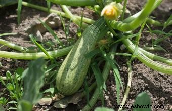 ¿Cuáles son los alimentos más fáciles de cultivar?