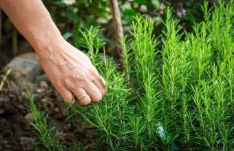 ¿Cuáles son los alimentos más fáciles de cultivar?