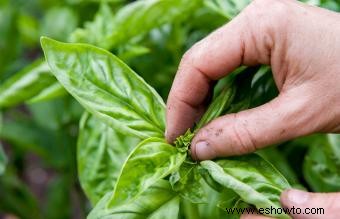 ¿Cuáles son los alimentos más fáciles de cultivar?