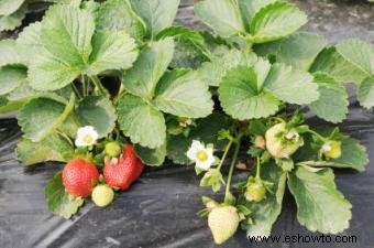 ¿Cuándo es demasiado tarde para plantar fresas?