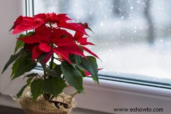 12 plantas navideñas para alegrar tu hogar durante las fiestas
