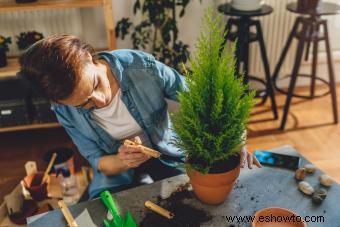 12 plantas navideñas para alegrar tu hogar durante las fiestas