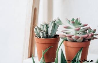 Las mejores plantas para la oficina