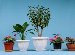 Guía experta para elegir y cuidar plantas de interior