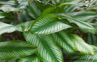 Guía completa de cuidado y cultivo de plantas de oración