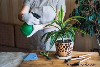 Cuidado y crecimiento de la planta de maíz:una introducción a Dracaena