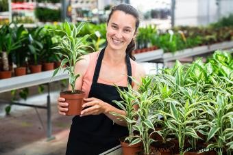 Cuidado y crecimiento de la planta de maíz:una introducción a Dracaena