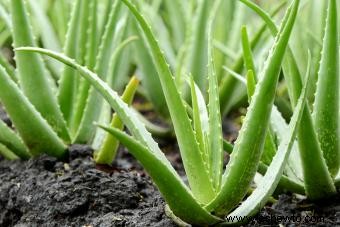 Cultivo de plantas de aloe vera