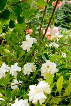 Cuidado de plantas Gardenia