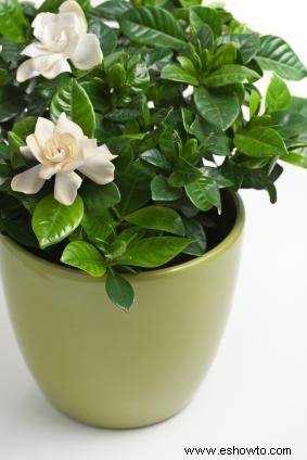 Cuidado de plantas Gardenia