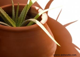 Cultivo de plantas de aloe vera