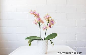 Cómo cultivar y cuidar orquídeas