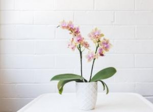 Cómo cultivar y cuidar orquídeas