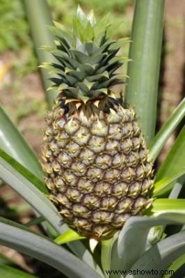 Cómo cultivar una piña