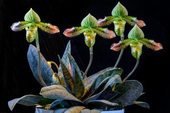 Cómo cultivar y cuidar orquídeas
